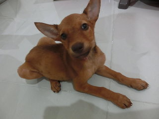 Wish (Puchong) - Mixed Breed Dog