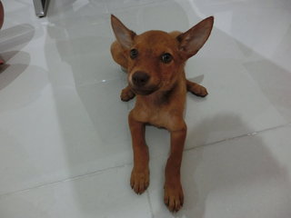 Wish (Puchong) - Mixed Breed Dog