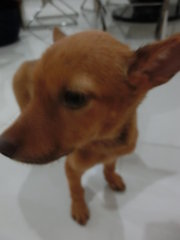 Wish (Puchong) - Mixed Breed Dog