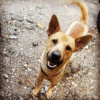 Blu - German Shepherd Dog Mix Dog