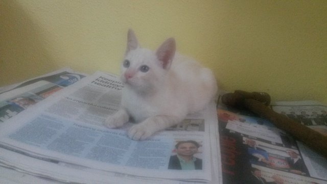 Marshmallow - Domestic Short Hair Cat