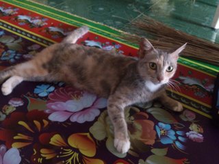 ibu kucing 2