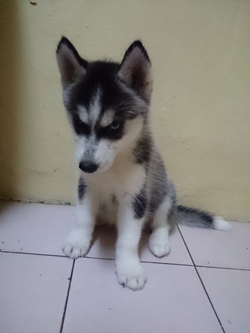 Husky ( With Mka) - Siberian Husky Dog