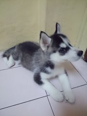 Husky ( With Mka) - Siberian Husky Dog