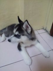 Husky ( With Mka) - Siberian Husky Dog