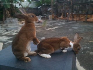 3 Minirex Buck - Mini Rex Rabbit