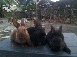 3 Mini Rex Buck - Mini Rex Rabbit