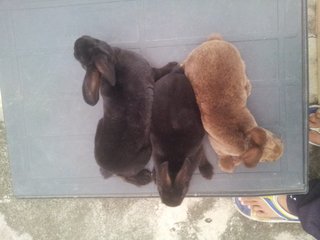 3 Mini Rex Buck - Mini Rex Rabbit