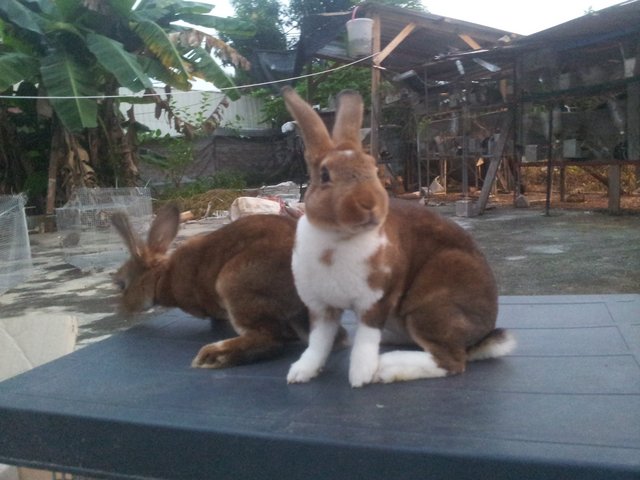 2 Mini Rex Doe - Mini Rex Rabbit