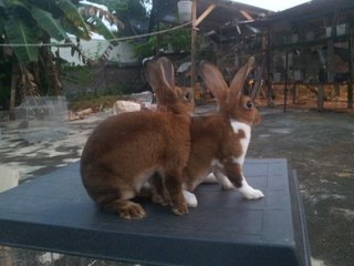 2 Mini Rex Doe - Mini Rex Rabbit