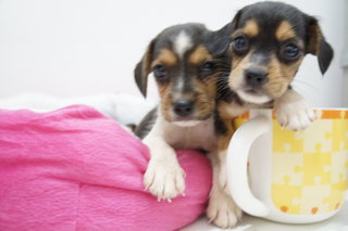 Super Mini Size Beagle Puppies - Beagle Dog