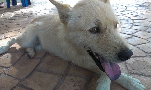 Barley - Mixed Breed Dog