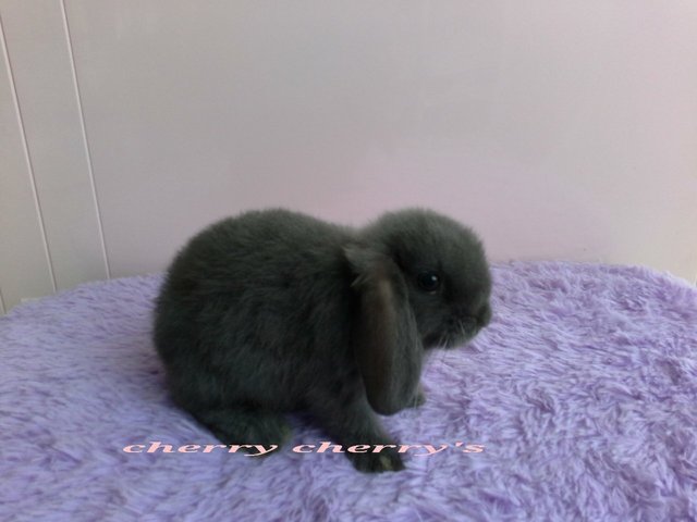 Holland Lop -blue Otter 8255 - Holland Lop Rabbit