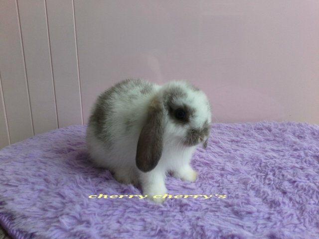 Holland Lop -broken Blue 8255 - Holland Lop Rabbit