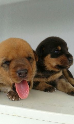 7 Kajang Puppies &lt;&lt;3 Females Left&gt;&gt; - Mixed Breed Dog