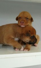 7 Kajang Puppies &lt;&lt;3 Females Left&gt;&gt; - Mixed Breed Dog