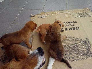 7 Kajang Puppies &lt;&lt;3 Females Left&gt;&gt; - Mixed Breed Dog