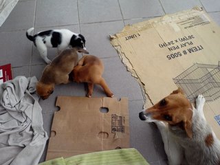 7 Kajang Puppies &lt;&lt;3 Females Left&gt;&gt; - Mixed Breed Dog