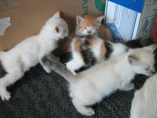 4 Kittens With Pretty Mama - Domestic Medium Hair Cat