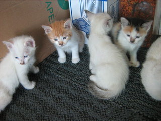 4 Kittens With Pretty Mama - Domestic Medium Hair Cat