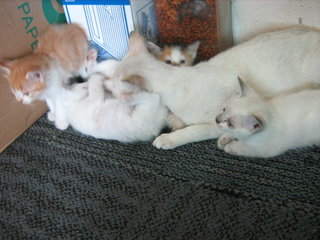 4 Kittens With Pretty Mama - Domestic Medium Hair Cat