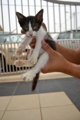 Baby - Domestic Short Hair Cat