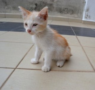 Baby - Domestic Short Hair Cat