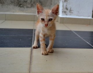 Baby - Domestic Short Hair Cat