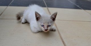 Baby - Domestic Short Hair Cat