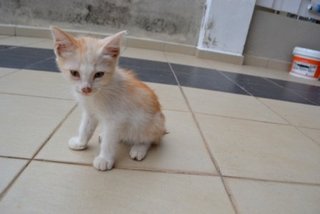 Baby - Domestic Short Hair Cat