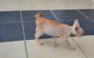 Baby - Domestic Short Hair Cat