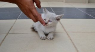 Baby - Domestic Short Hair Cat