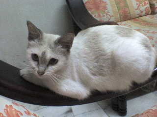 Putih - Domestic Medium Hair Cat