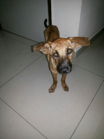 Timon - Mixed Breed Dog