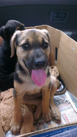 Bobo - Mixed Breed Dog