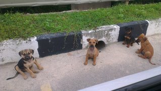 Four of them, two are adopted. left BoBo (1st from left hand side) and Lucky (second left)