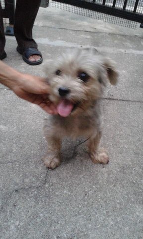 Found Dog In Usj 9/3n - Shih Tzu Dog