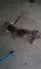 Found Dog In Usj 9/3n - Shih Tzu Dog