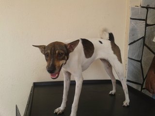 Jacky - Mixed Breed Dog