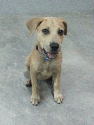 Baba - Labrador Retriever Mix Dog