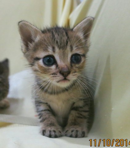 Gentle Girl N Fast Brother - Tabby + Domestic Short Hair Cat