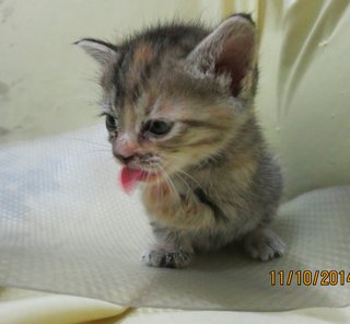 Gentle Girl N Fast Brother - Tabby + Domestic Short Hair Cat