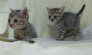 Gentle Girl N Fast Brother - Tabby + Domestic Short Hair Cat