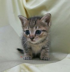 Gentle Girl N Fast Brother - Tabby + Domestic Short Hair Cat