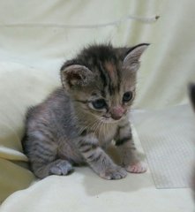 Gentle Girl N Fast Brother - Tabby + Domestic Short Hair Cat