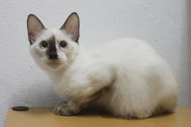 PF61763 - Tonkinese Cat