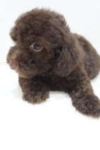 Coca Cola Tiny Poodle - Poodle Dog