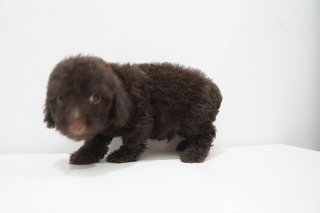 Coca Cola Tiny Poodle - Poodle Dog