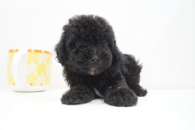 Shine Black Tiny Poodle - Poodle Dog