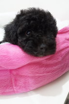 Shine Black Tiny Poodle - Poodle Dog